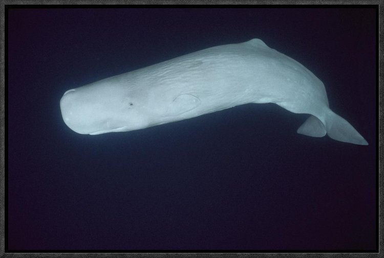 albino sperm whales
