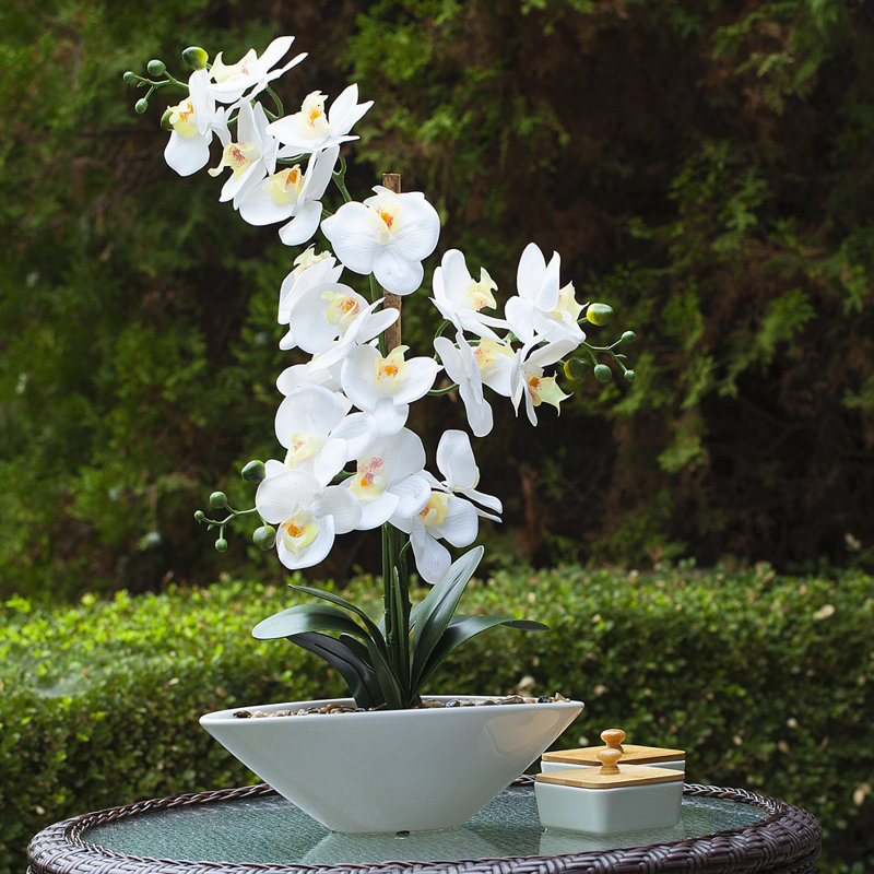 Orchid Arrangement in Pot