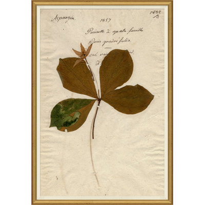 Herbarium 2 Giclee Print