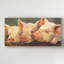 « porc céleste », reproduction sur toile tendue-33518963