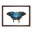 Ulysses Butterfly by George Shaw - Picture Frame Painting Print-55606047-55606048