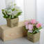 Arrangement floral Canales Roses en pot