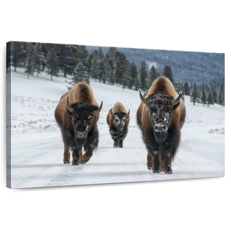 Photographie d'un bison de Brampt à Yellowstone, H 8 po x l 12 po