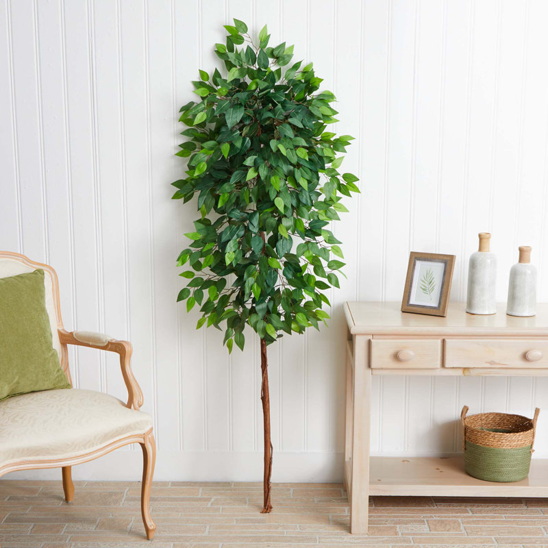 72 po plante