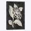 «Black Botanical II», impression sur toile-31850737-73440278-73440272