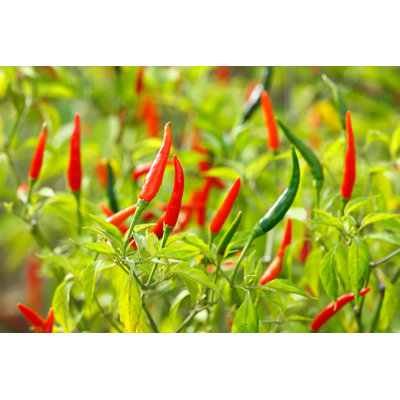 Piments rouges et verts de Tommyix