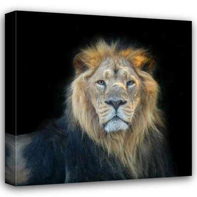 Art sur toile tendu avec Alcott Hill® Frank, Assaf Gallery: Lion face