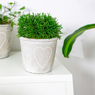 Pot Planter