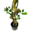 120cm Ficus Tree in Pot