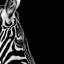 " Zebra In Black & White III " by Lukas Holas-29172383-72784265-72784270