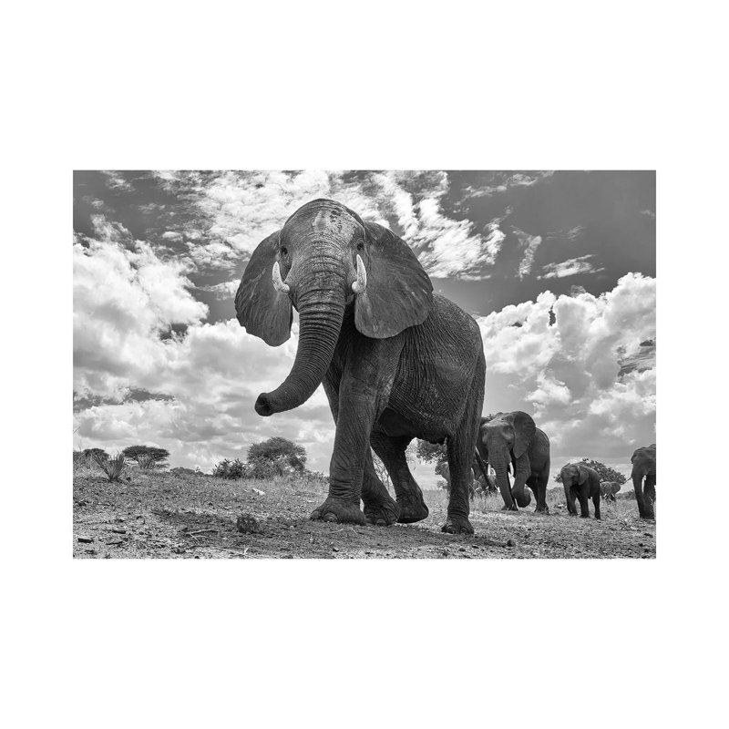 Matriarch March by Peter Hudson - Wrapped Canvas Gallery-Wrapped Canvas Giclée, 20.32 cm H x 30.48 cm W