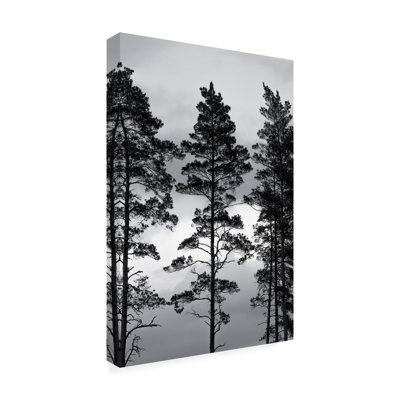 Bolog Mareike Bohmer Swedish Trees Canvas Art