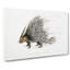 Indian Crested Porcupine by John Edward Gray - Wrapped Canvas Painting-55362031
