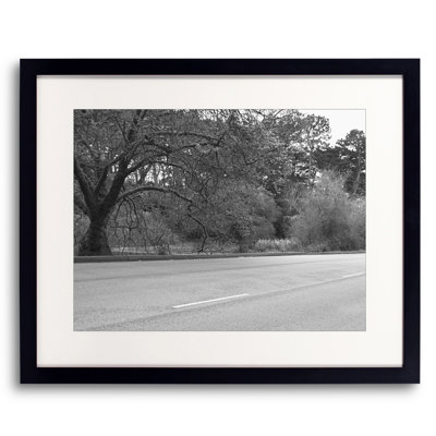 Trees in Golden Gate Park Photographic Print