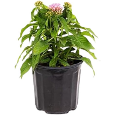 American Plant Exchange Live Flowering Dwarf Penta Pink Landscape Plant, 6-Inch Plant