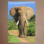 Adhésif décoratif éléphant-70730824