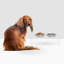Medium Clear Double Pet Feeder with Black Bowls-1356813951