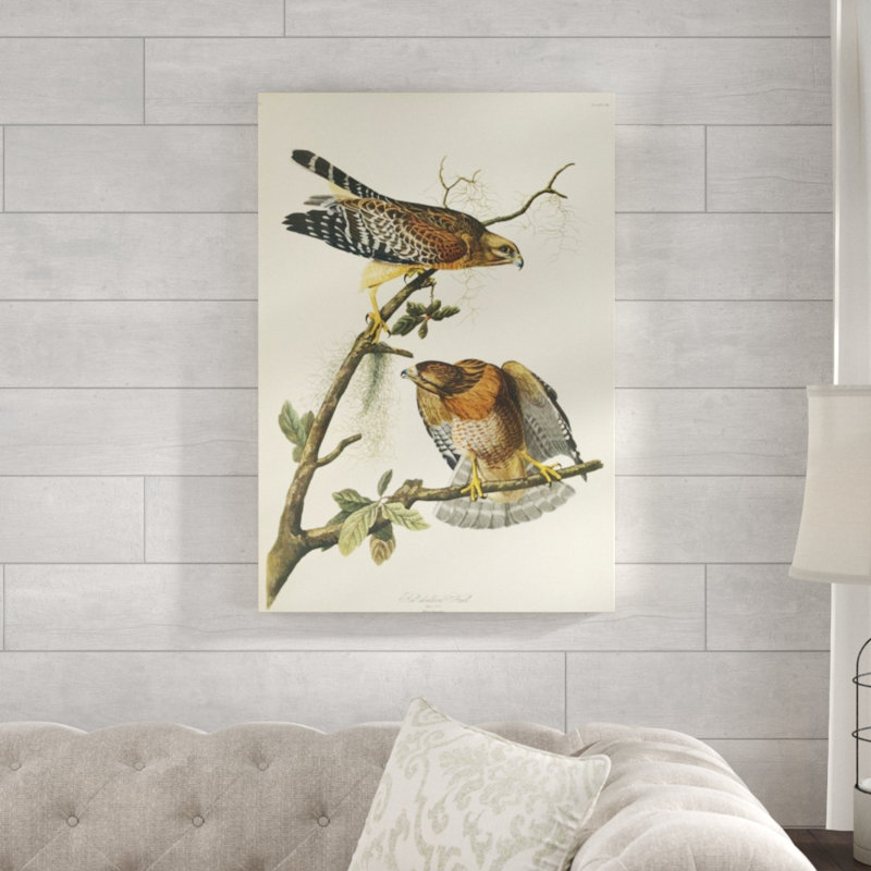 «Red Épaule faucon» par James Audubon - impression sur toile, H 35 po x l 24 po, Couche de verre