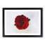 Red Rose in Bloom - Framed Print-56758702-56758703