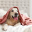 Plush Mink Fleece Blanket – Ultra-Soft, Lightweight Throw For All Seasons-113714320-113714322