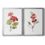 Écarlate géranium - ensemble de 2 reproductions d'art-152671318-152671320-152671322