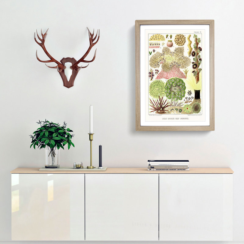 Great Barrier Reef Anemones by W. Saville-Kent - Framed Print, Oak Framed, 48cm H x 36cm W x 2cm D