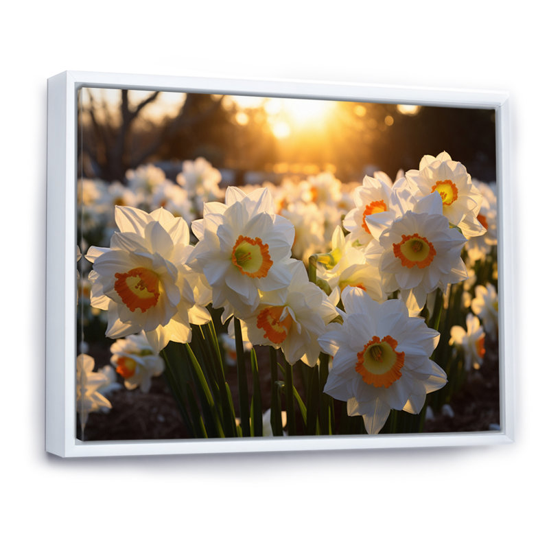 Daffodils Field Sunrise V - Art mural sur toile florale, Cadre flottant blanc, 30" H x 40" W