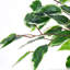 150cm Faux Ficus Tree in Freestanding