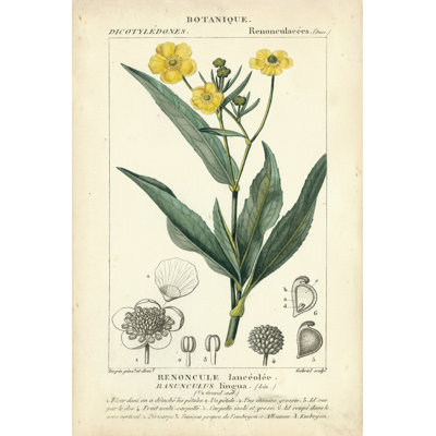 Botanique Study In Yellow III