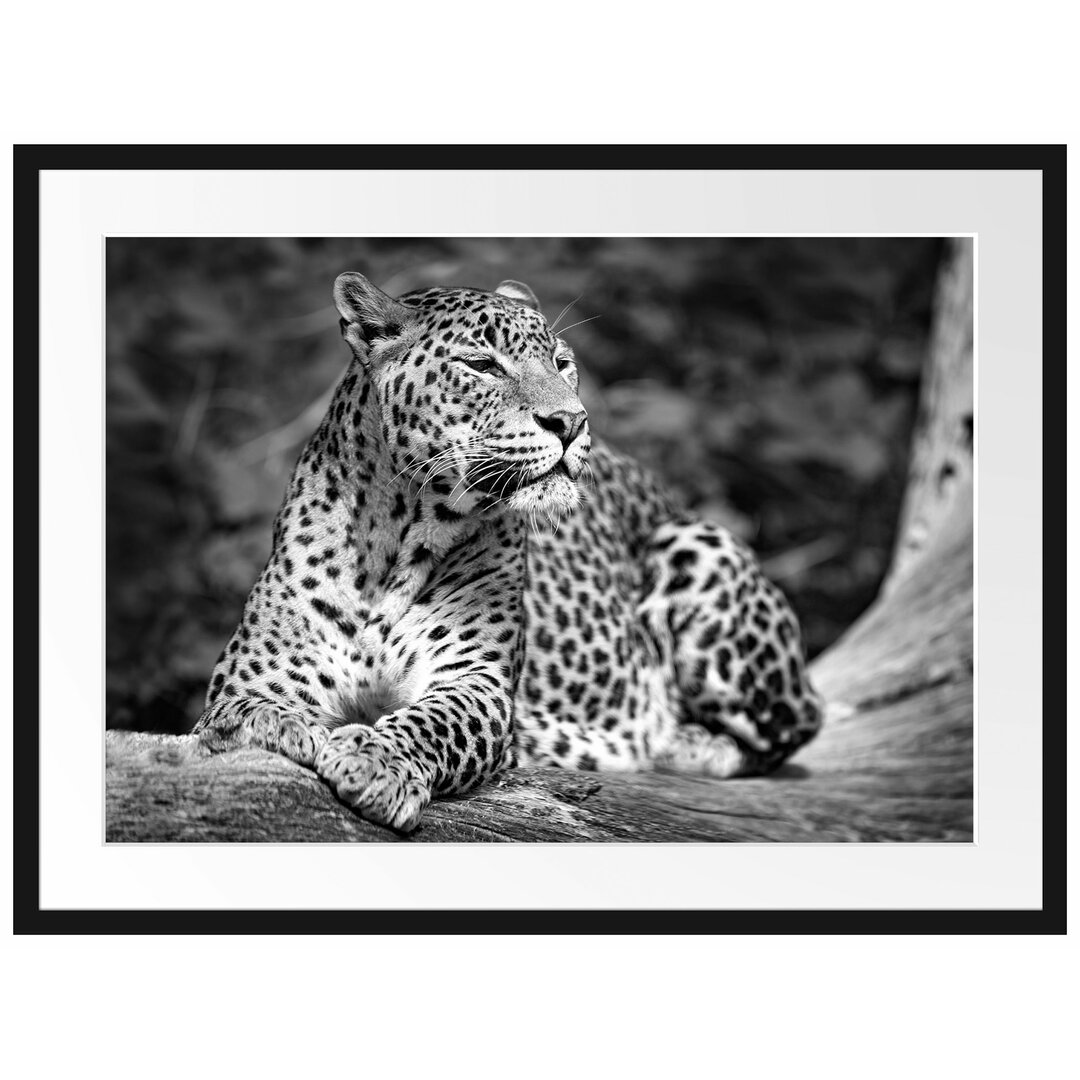 Gerahmtes Poster Leopard in der Natur