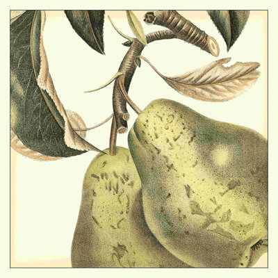 " Graphic Pear " by Vision Studio