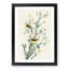 Yellow Red-Poll Warbler From Birds by John James Audubon - Picture Frame Painting Print-55614187-55614190