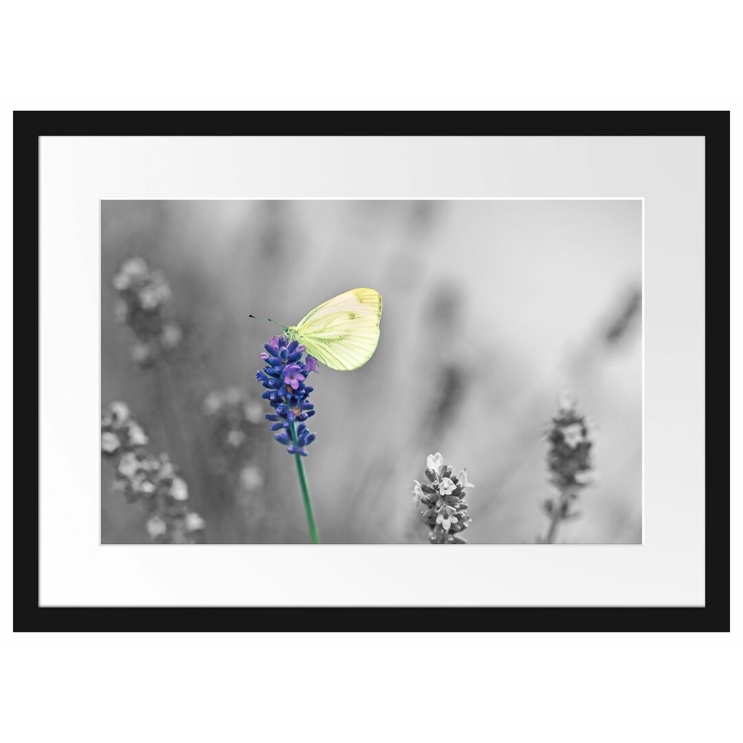 Gerahmtes Poster Schöner Schmetterling auf Lavendel