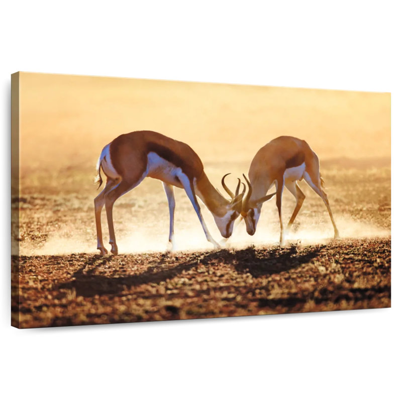 Brampt Antelope Springbok Duel