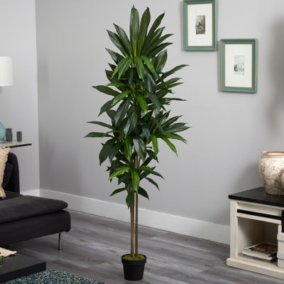 72'' Faux Dracaena Tree in Planter