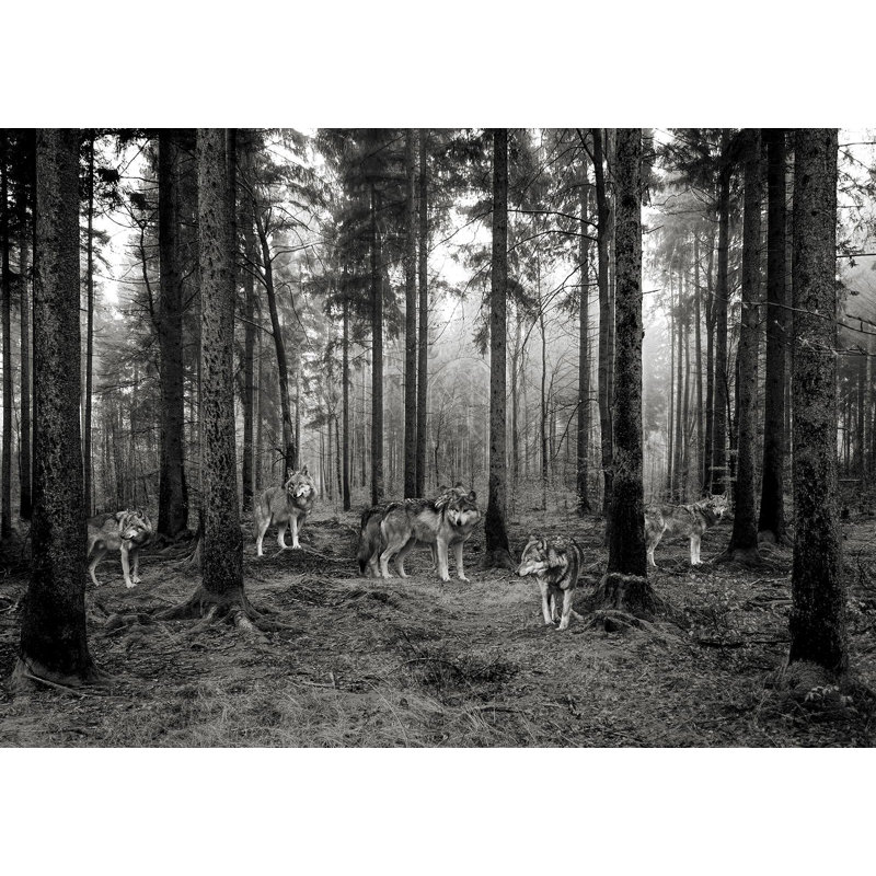 3AP6156 Pack Of Wolves In The Woods BW by Pangea Images - Wrapped Canvas Art Prints, 50cm H x 70cm W