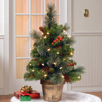 2 ft. Crestwood Spruce Tree