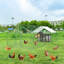 Parc à poules Dannish-88681575