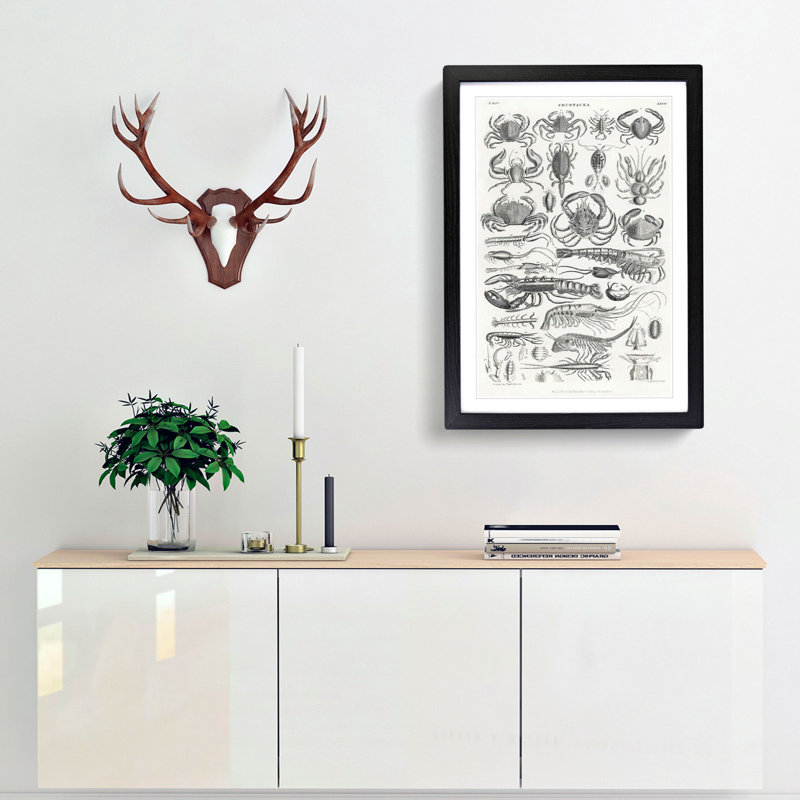 Study of Crustaceans by Oliver Goldsmith - Framed Print, 36cm H x 27cm W x 2cm D, Black Framed