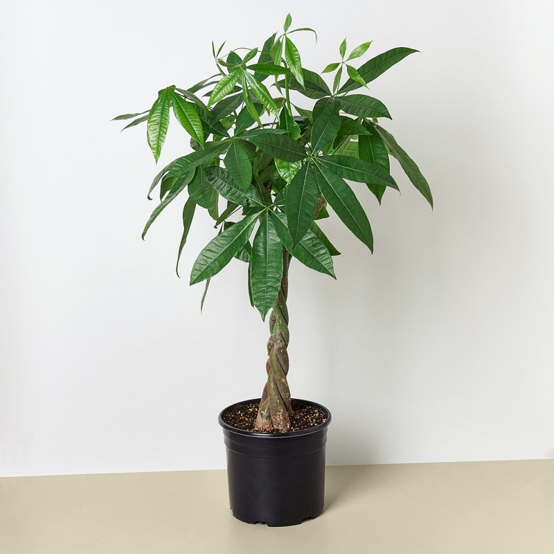 House Plant Shop Money Tree 'Guiana Chestnut' Pachira Braid - 10" Pot |  Wayfair