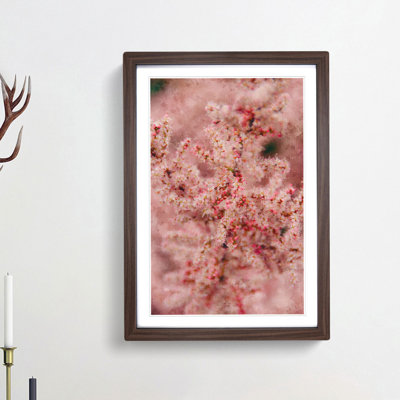 Cherry Blossom - Picture Frame Painting Print