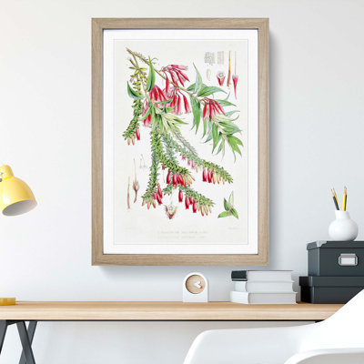Himalayan Plants XV by W. H. Fitch - Picture Frame Painting Print
