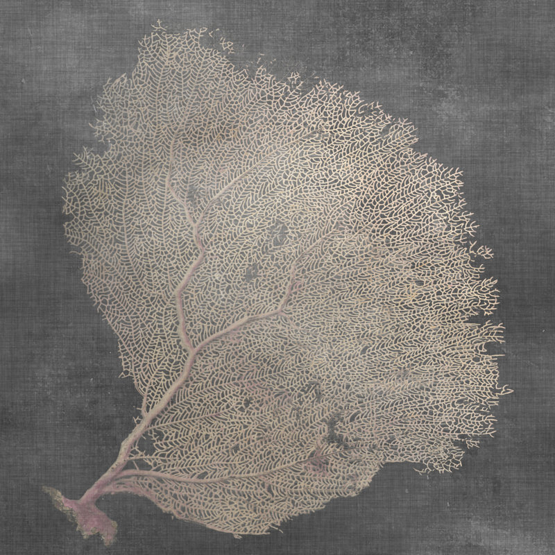 Natural Sea Fan IX by Vision Studio - Wrapped Canvas Print, 51cm H x 51cm W