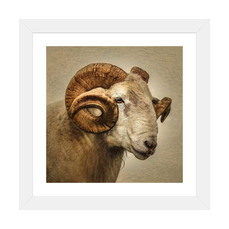 « RAM » par Mark Gemmell-impression d’art graphique, Blanc, H 16 po x l 16 po x P 1 po, Papier blanc