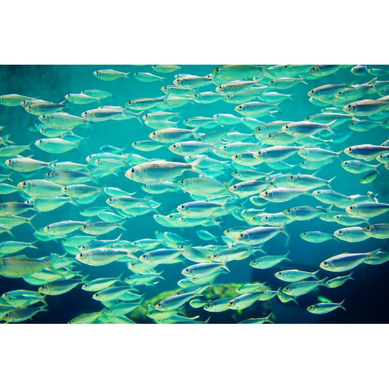 School Of Mackerels Swimming Underwater In Sea by YinYang - No Frame Print on Canvas, 51cm H x 76cm W
