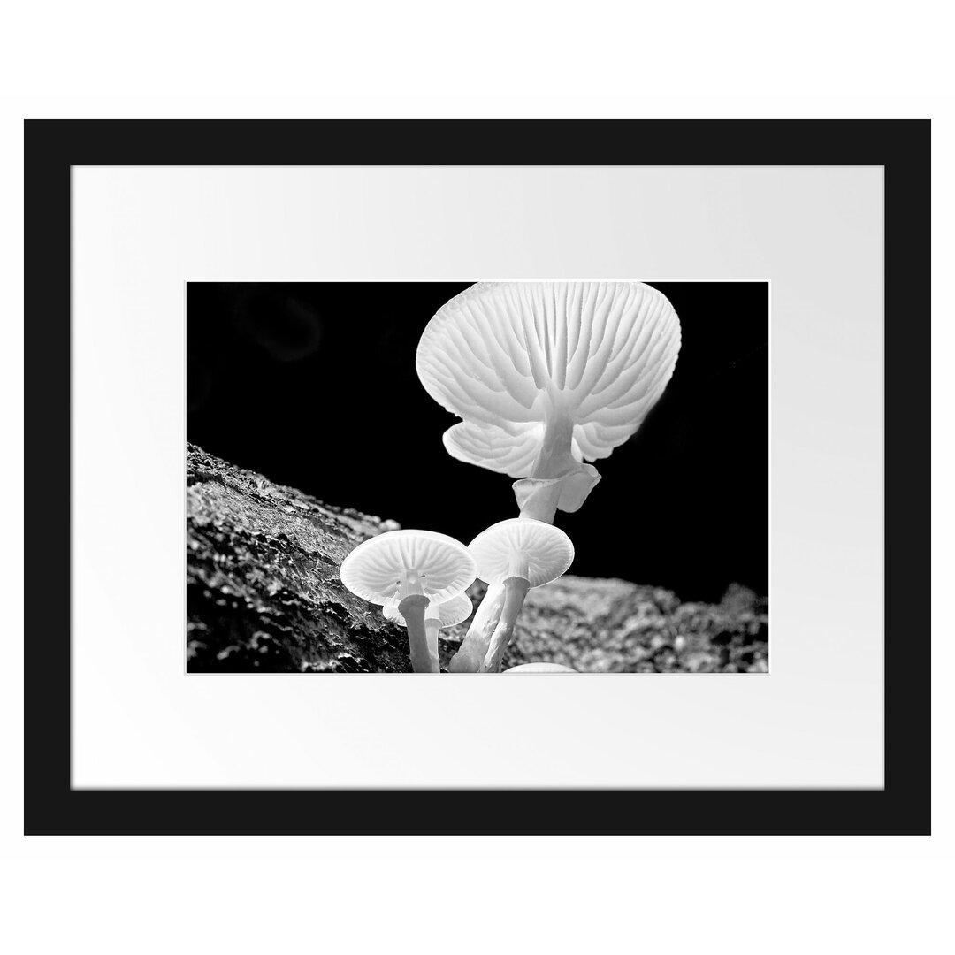 Gerahmtes Poster Dark White Mushrooms