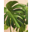 Verdure #2 Print by Alicia Bock-65825536-65850073