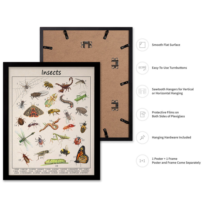 Insectes, Black Framed, Poster, 18"H x 24"W