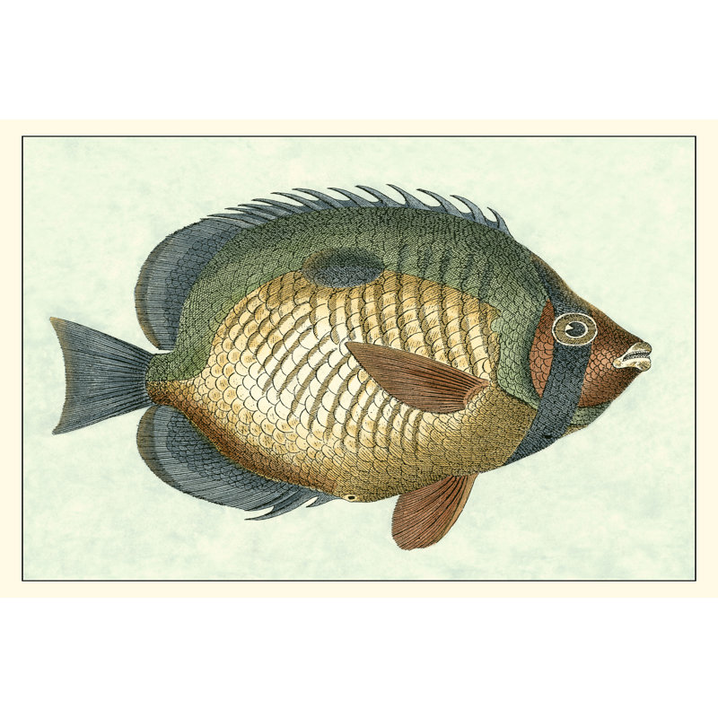 Papillon poisson I, H 32 po x l 48 po x P 1,25 po
