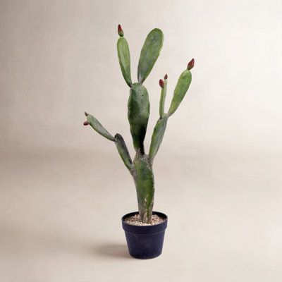 Cactus Plant in Pot